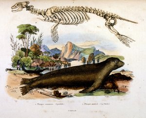 Botanické a zoologické ilustrace F. E. Guerin. Z Dictionnaire pittoresque d
