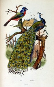 Botanické a zoologické ilustrace F. E. Guerin. Z Dictionnaire pittoresque d