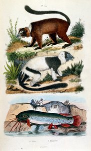 Botanické a zoologické ilustrace F. E. Guerin. Z Dictionnaire pittoresque d