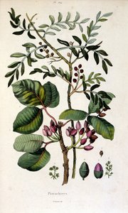 Botanická ilustrace F. E. Guerin. Z Dictionnaire pittoresque d