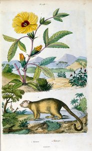 Kinkajou; pralesní savec z čeledi Procyonidae, příbuzný olingům, coatům, mývalům, kroužkovcům a kakostům. Botanické a zoologické ilustrace F. E. Guerin. Z Dictionnaire pittoresque d