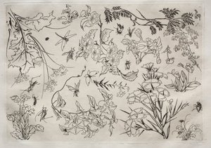 Večeře Služba Rousseau: Květiny č. 22, 1866. od Felix Bracquemond