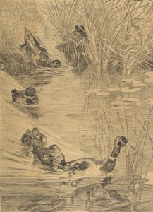 Kachní dovádění, 1850-1914. od Felix Bracquemond