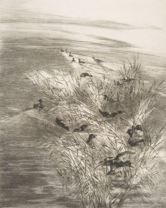 Rákos a čajka, 1882. od Felix Bracquemond