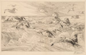 Racci od Felix Bracquemond