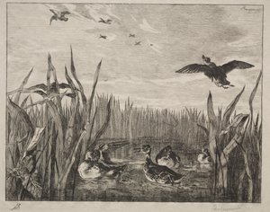 Teal, 1853. od Felix Bracquemond