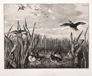 Teals od Felix Bracquemond