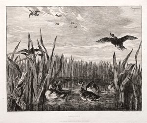 Teals, 1853 vytištěno 1864. od Felix Bracquemond