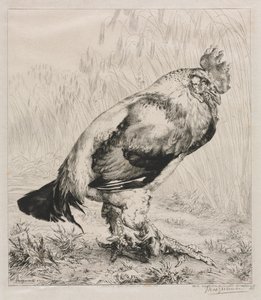 Starý kohout od Felix Bracquemond