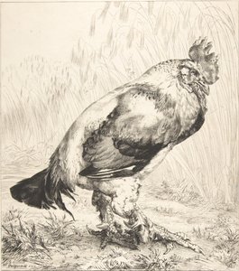 Starý kohout, 1882. od Felix Bracquemond