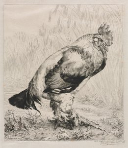 Starý kohout, 1882. od Felix Bracquemond