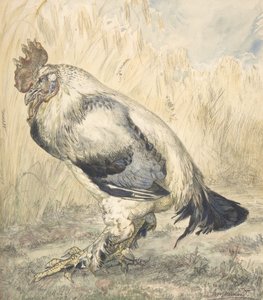 The Old Cock, ca. 1882.