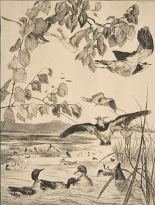 Čejky a Sarcelles, 1862. od Felix Bracquemond
