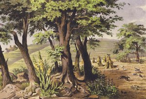 Srpen (barevná litografie)