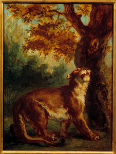 Puma také říká, že lvice hledá kořist. Obraz Eugene Delacroix (1798-1863) od Ferdinand Victor Eugene Delacroix