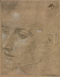 Hlava mladého muže, druhá polovina 1400. od Filippino Lippi