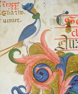 Misál 515 f.28v Fantastický pták s lidskou hlavou stojící na rohu historické iniciály, detail ze sborové knihy provedené před rokem 1449 detail pergamenu 56724 od Filippo di Matteo Torelli