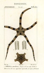 Křehký hvězdicový ostnokožec, Ophiomastix annulosa, Ophiura annulosa od Finocchi Finocchi