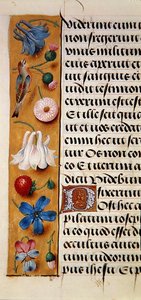 Ms. 1058-1975, f.22v: detail květinového okraje z Knihy hodin, cca 1500 (vellum) od Flemish School