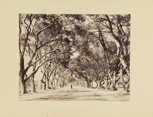 Káhira, Allée de Choubra od Félix Bonfils