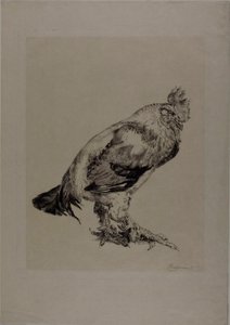 Starý kohout od Félix Henri Bracquemond