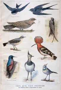 Ptáci, kteří jsou chráněni a pomáhají v zemědělství, 1897 od Fortuné Méaulle