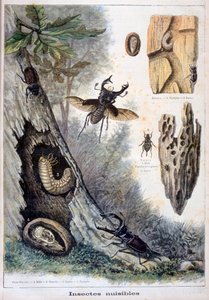 Škodlivý hmyz, 1897 od Fortuné Méaulle