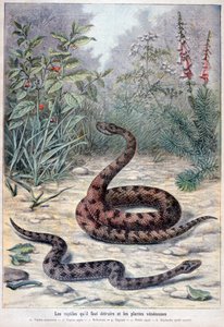 Hadi a jedovaté rostliny, 1897 od Fortuné Méaulle