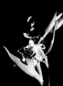 Divoká orchidej (č/b fotografie)