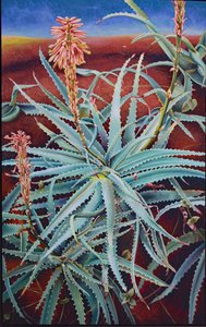Aloe od Frances Ferdinands