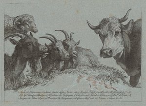 Studie o hlavách: Tři kozy, vůl a beran, vydaná cca. 1783. od Francesco Londonio