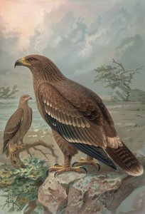 GRAVÍRKA-OREL NEPÁLSKÝ-SAMICE-AQUILA NIPALENSIS