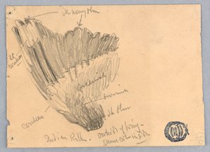 Náčrt křídla od Francis Augustus Lathrop
