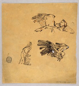 Studie křídel od Francis Augustus Lathrop