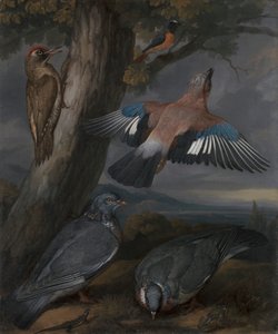 Jay, Green Goodpecker, Holubi a Redstart od Francis Barlow