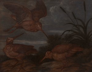 Woodcock v soumraku od Francis Barlow