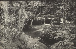 Glen Lyn, potok a zeleň