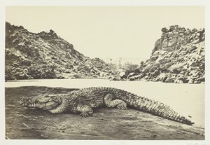 Krokodýl na písečném břehu, 1857. od Francis Frith