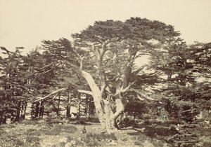Největší z cedrů, Mount Libanon, 1857. od Francis Frith