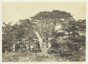 Největší z cedrů, Mount Libanon, 1857. od Francis Frith