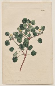 Botanický časopis nebo Květná zahrada Zobrazeno: Talíř 883, Euphorbia Petiolaris. Long-Stalled Spurge od Francis Sansom