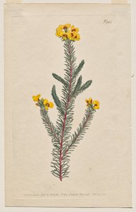 Botanický časopis nebo květinová zahrada Zobrazeno: Plate 944, Dillwynia glaberrima. Dillwynnia hladkolistá. [Dillwynia ericifolia gaberrima] od Francis Sansom
