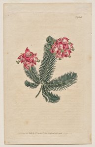 Botanický časopis nebo květinová zahrada Zobrazeno: Deska 966, Erica Elegans. Elegant Heath [Erica glauca] od Francis Sansom