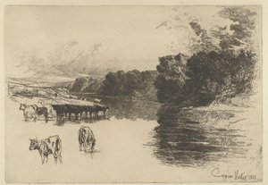 Krávy u řeky Řeka Lancashire