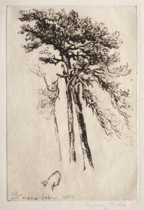 Nejnovější strom, 1882. od Francis Seymour Haden