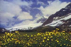 Trollius na průsmyku Simplon (foto)
