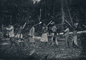 Indiáni z Guarany, Návrat z Caþady, 1895