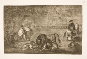 Psi jsou vyleštěni na býka od Francisco de Goya