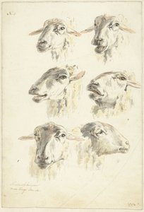 Studijní list se šesti ovčími hlavami od Franciscus Andreas Milatz (attributed to)