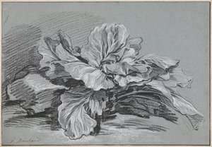 Studie zelí od François Boucher